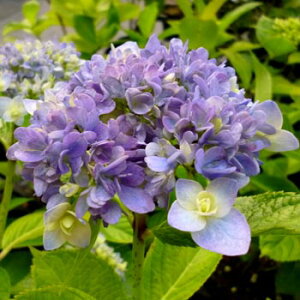 �s�c�؁t�A�W�T�C�@���E���y���΃Z���N�V�����F18.0cm�|�b�g/24.0cm�o�b�N�z