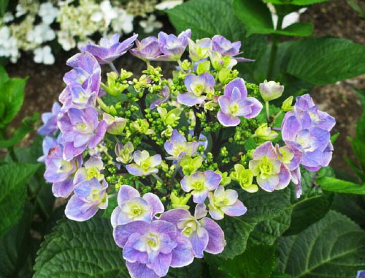 楽天市場 アジサイ ティンカーベル 15 0cmポット ガーデンショップさんぽ道