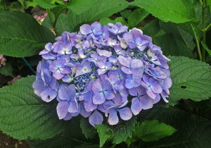 yVX[p[SALE聚܂Ƃߔōő25%OFFIIsc؁tAWTC@|Gy΃ZNVFH0.2mO@24.0cmobNz