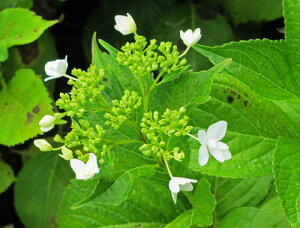 sc؁tAWTC@cy΃ZNVF18.0cm|bgz