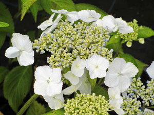 yVX[p[SALE聚܂Ƃߔōő25%OFFIIsc؁tAWTC@y΃ZNVF18.0cm|bgz