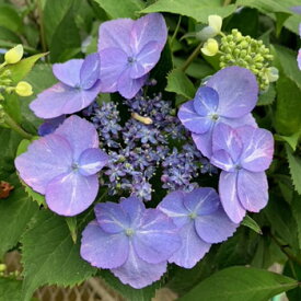 楽天市場 常緑 紫陽花の通販