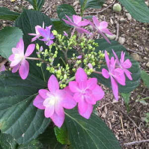 sc؁tAWTC@ʁXy΃ZNVF15.0cm|bgz