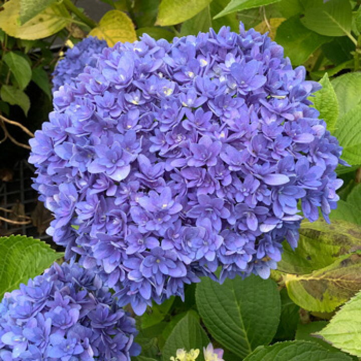 楽天市場 アジサイ ごきげんよう H0 3m前後 15 0cmポット ガーデンショップさんぽ道