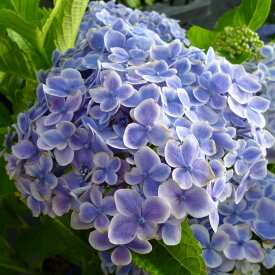 楽天市場 あじさい 花終わりの通販