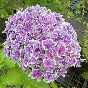 �s�c�؁t�A�W�T�C�@���{�y���΃Z���N�V����(2021�N����)�F18.0cm�|�b�g�z