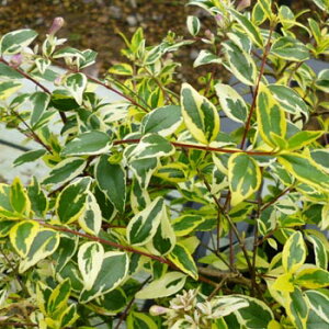 sc؁tAxA@z[vCYy15.0cm|bgFPi/Zbg̔z