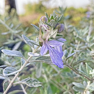 sc؁tc[W[}_[yH0.3`0.4m@15.0cm|bgFPi/Zbg̔z