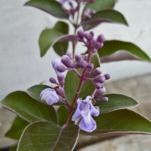 sc؁t~con}SE@vvAy10.5cm|bgFPi/Zbg̔z