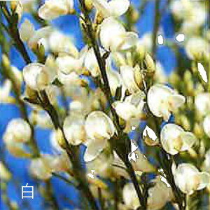 sc؁tGjV_@/ԉ/قق/قׂ/Vقׂ///yH0.4`0.5m@9.0cm|bgz