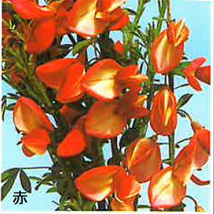 �s�c�؁t�G�j�V�_�@����/�ԉ�/�قق���/�ق��ׂ�/�V�ق��ׂ�/��/��/�yH0.4�`0.5m�@9.0cm�|�b�g�z