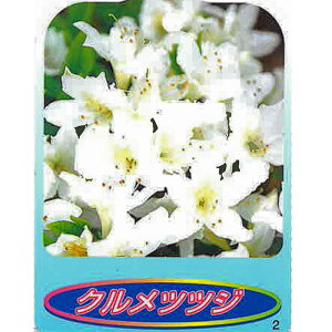 sc؁tNccW@yH0.2mO@13.5cm|bgFPi/Zbg̔z