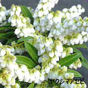 �s�c�؁t�A�Z�r�@�X�v�����O�x��/�o���[�o�����^�C��/���v��/�����yH0.2�`0.3m�@15.0cm�|�b�g�z