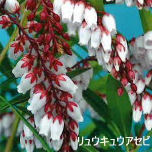 �s�c�؁t�A�Z�r�@�X�v�����O�x��/�o���[�o�����^�C��/���v��/�����yH0.2�`0.3m�@15.0cm�|�b�g�z