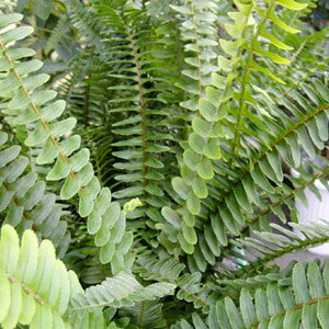 sct^}V_y10.5cm|bgFPi/Zbg̔z