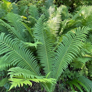 sctNT\ecy12.0cm|bgFPi/Zbg̔z