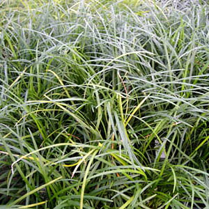 sctWmqQ(EmqQ)y9.0cm|bgFPi/Zbg̔z