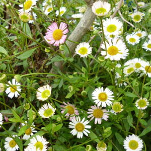 sctGQ JrXLAkXy9.0cm|bgFPi/Zbg̔z