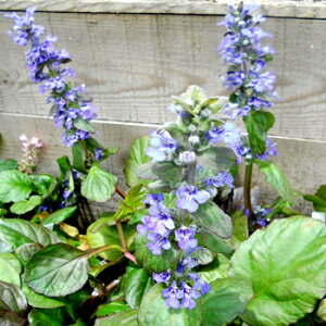 sctAWK@LgYWCAgy9.0cm|bgFPi/Zbg̔z