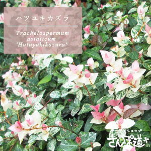 sctncLJY y10ZbgF9.0cm|bgz