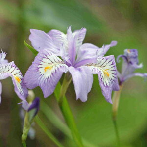 sctqVKy10.5cm|bgFPi/Zbg̔z