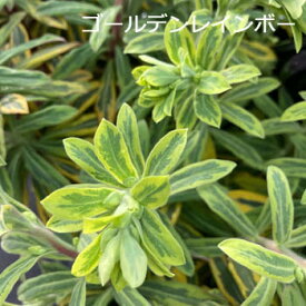 楽天市場 ユーフォルビア シルバースワン 花 ガーデン Diy の通販