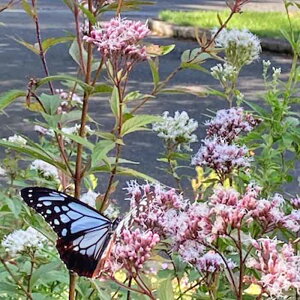 sNJԕcttWoJ}@ԁy10.5cm|bgFPi/Zbg̔z