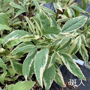 sNJԕcttWoJ}@sNtXgy10.5cm|bgFPi/Zbg̔z