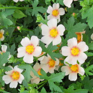 sct}oXgy10.5cm|bgFPi/Zbg̔z