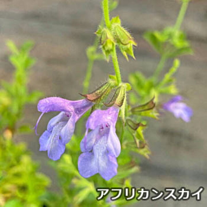 楽天市場】宿根サルビア レウカンサ/アフリカンスカイ【10.5cmポット  