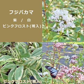 フジバカマ　紫花/白花/ピンクフロスト(斑入)【10.5cmポット】