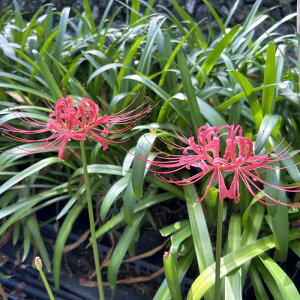 sctqKoiy10.5cm|bgFPi/Zbg̔z