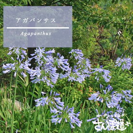 《苗》アガパンサス【10.5cmポット：単品/セット販売】