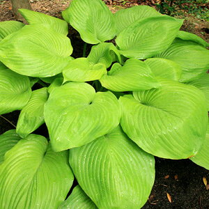 《苗》ギボウシ サムアンドサブスタンス【大型種:15.0cmポット】