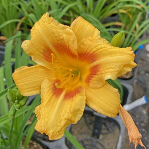 sNJԕctwJX@ubNAChXey15.0cm|bgz