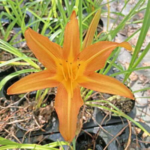 sNJԕctn}J]E y12.0cm|bgz