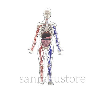 yzl̍i͌^Lbg 3DU} w 8ΈȏΏ