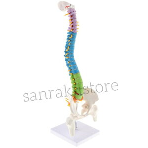 �y���������z�q�g�Ғ����f�� ������ 45cm �l�ԐҒŖ͌^ ���Ճ��f�� ��ڍ��t�� ����p �l�̉�U�͌^ ���i�W�{ ���̍\�� �w�K�p �����p ��Ë��� �g���[�j���O���f�� �����@ ���n�r�� ���� ��