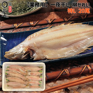 Ɩp 銱 ꂢ qO L 20 ꂢ kCYyz175g 3.5kg JC銱  O iM   Mtg  Ă g v[g ܂₩ 
