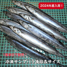 冷凍サンマバラ凍結/各サイズ/2024年産