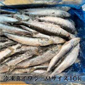 冷凍真いわし10k　三陸産　業務用