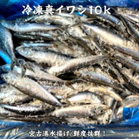 冷凍真いわし10k　三陸産　業務用