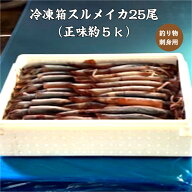 冷凍箱スルメイカ25尾/送料無料/お刺身用