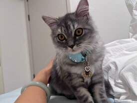 【6/10日23時まで!スーパーSALE限定クーポン＋P10】 猫用 AirTag 首輪 防窒息 (ブレイクアウェイ) 反射 ナイトライト シリコンケース 迷子防止 GPSトラッカー