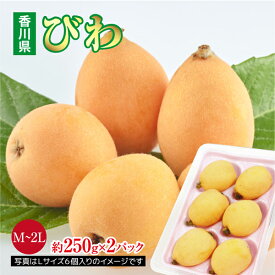 2営業日以内に発送 限定販売 びわ Lサイズ 香川県 2パック (約250g×2パック) 枇杷 ビワ 実 甘い 美味しい おいしい 父の日ギフト 父の日 果物ギフト 果物 くだもの フルーツ 贈答品 家庭用 旬 取り寄せ お取り寄せ 香川県産びわ プレゼント 在庫限定 送料無料