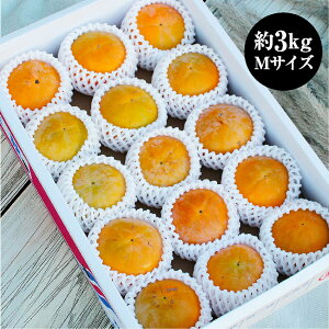 xL` MTCYx 15 ` xL 쌧Y 3.0kg 쌧 ʕ   ʕ p H̃t[c H̉ʕ t[c  {̃t[c 񂹉ʕ  