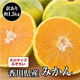 みかん 極早生 早生 瀬戸内 香川県産 約1.5kg 極早生ミカン わせみかん 甘いミカン 香川県 果物 みかん 香川 訳あり 家庭用 サイズ 不揃い 甘いみかん 秋の果物 美味しいフルーツ お取り寄せ お取り寄せ果物 美味しい 甘い 家庭用フルーツ わけあり果物 訳アリフルーツ