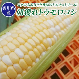 とうもろこし 秀品 生とうもろこし ドルチェドリーム 約4kg 8-10本 香川県 トウモロコシ 甘い 朝採れ 国産とうもろこし 玉蜀黍 産地直送 新鮮 もろこし 野菜お取り寄せ 野菜 やさい 取り寄せ お土産 香川県産 新鮮野菜 おいしい 美味しい 農家直送 送料無料