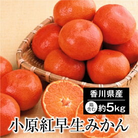 小原紅 みかん 小原 箱含む約5.0kg(M・Lサイズ) 香川県産 小原紅みかん 小原紅早生みかん 小原紅早生 果物ギフト くだものギフト 贈答用みかん 果物 フルーツ 贈答品 家庭用 取り寄せ お取り寄せ 香川県 プレゼント フルーツギフト みかん贈答用 在庫限定 送料無料