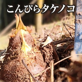 予約 香川県産 こんぴらタケノコ 約1.5kg 白子たけのこ 生 たけのこ タケノコ 筍 竹の子 白子筍 朝掘りたけのこ 生たけのこ 生タケノコ 生筍 朝掘り 朝採り 朝どれ 国産 取り寄せ 掘りたて 採れたて 国産たけのこ 新鮮野菜 国産野菜 おいしい 美味しい たけのこご飯 産地直送